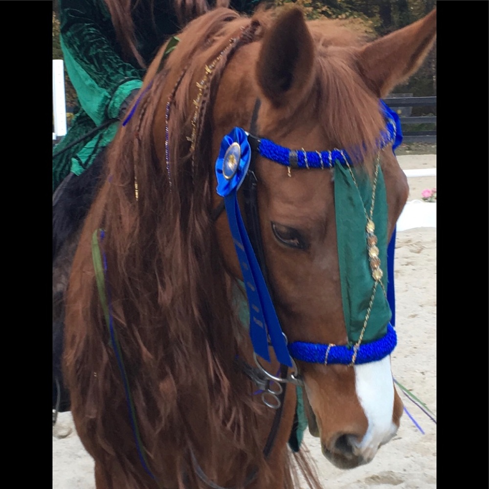 My heart❤️🐴